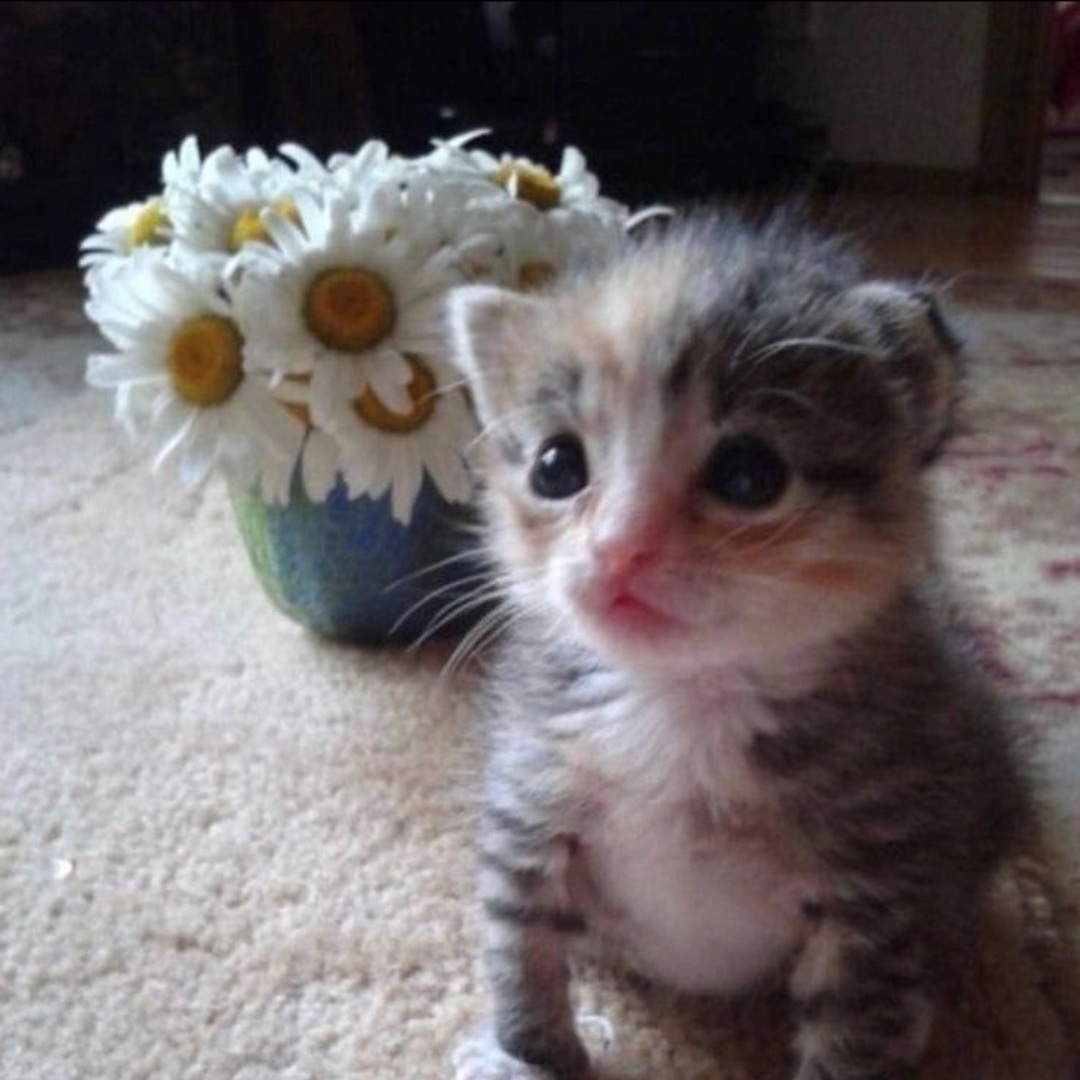 Cat with flowers